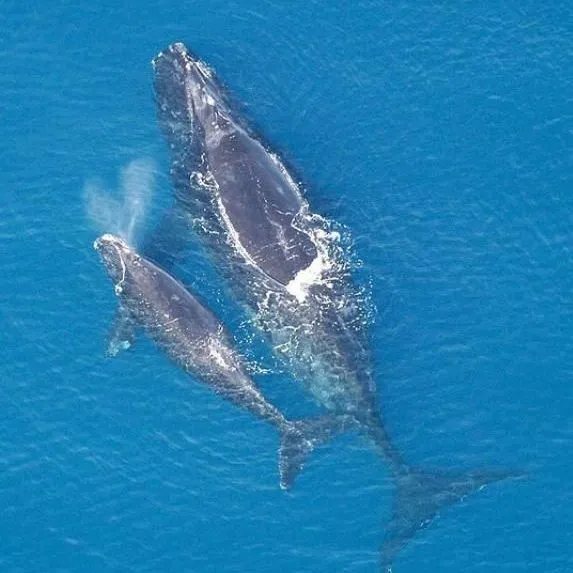 thumbnail for publication: Cetaceans 4 Grade Curriculum—Lesson 11: Introduction to Right Whales